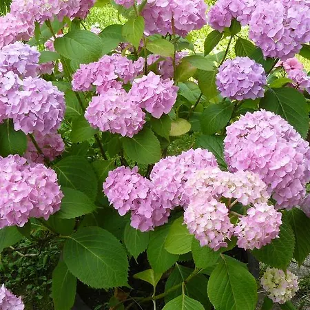 Gostinjska kuća Isidora Arilje