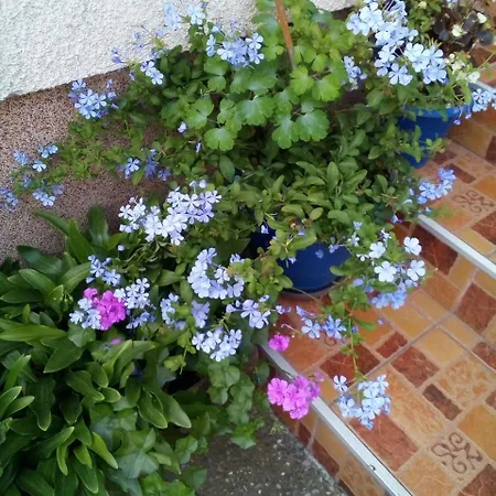 Isidora Gostinjska kuća Arilje